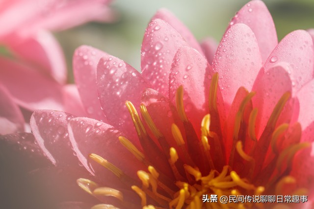 净土学佛的最高境界,往生净土的修行要义