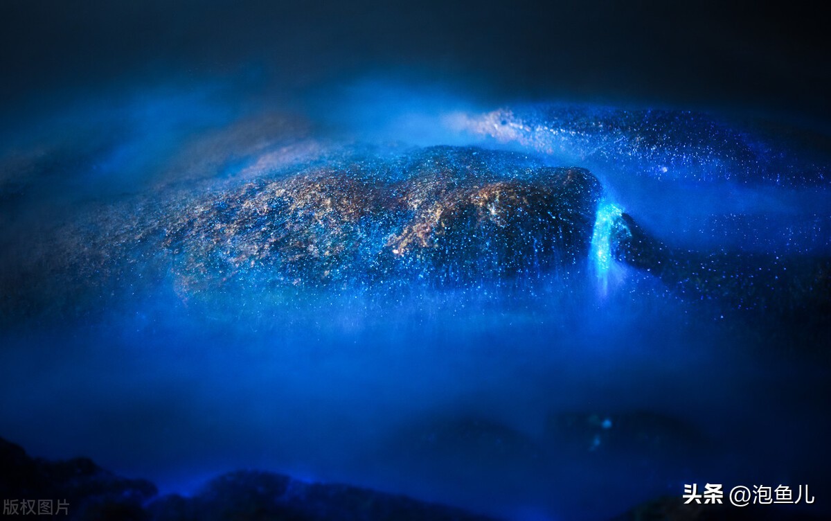 福建蓝眼泪奇观游玩攻略,福建蓝眼泪是哪个旅游景点