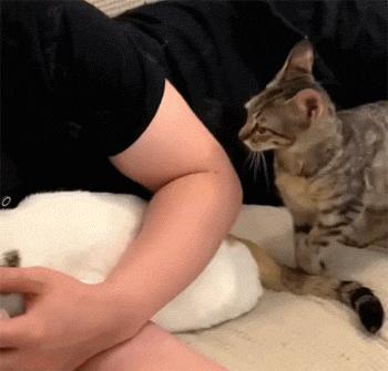 猫咪挑食只需一招,猫咪讨食小技巧