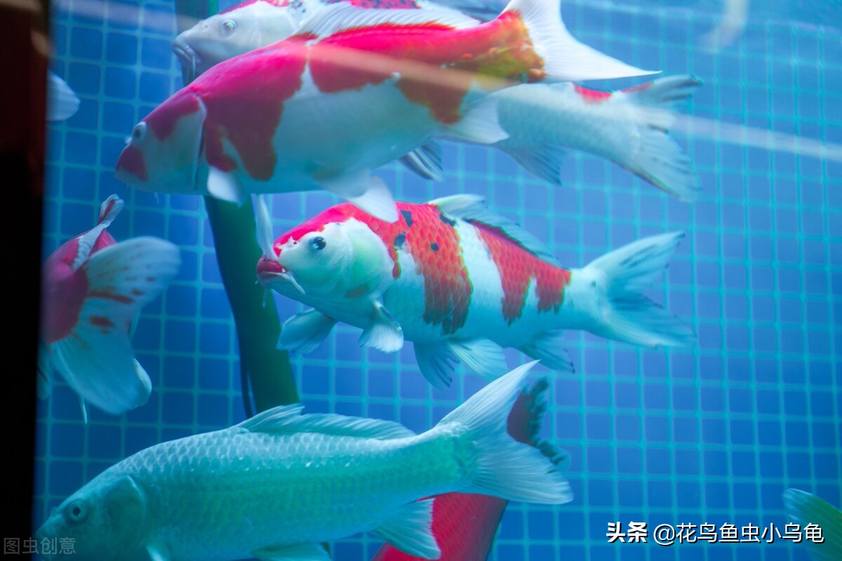 新手锦鲤怎么养活的,锦鲤怎么养才能养活自己