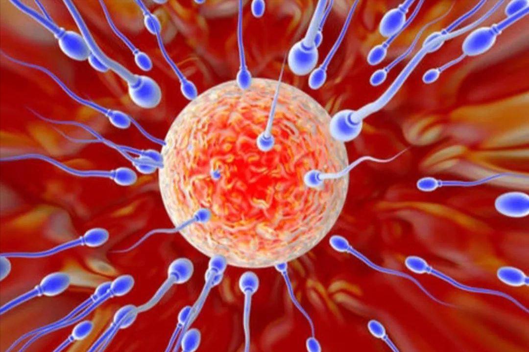 精子发生的一般过程,精子经过的四个过程