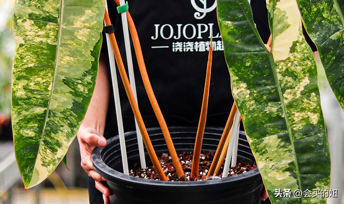 好看又便宜的绿植店铺,什么小绿植好养又适合店铺