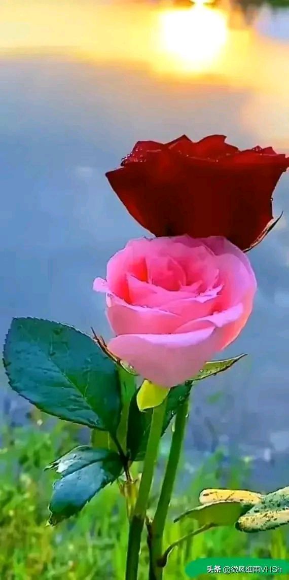 心若简单一切都是浮云,心若简单一切便安好