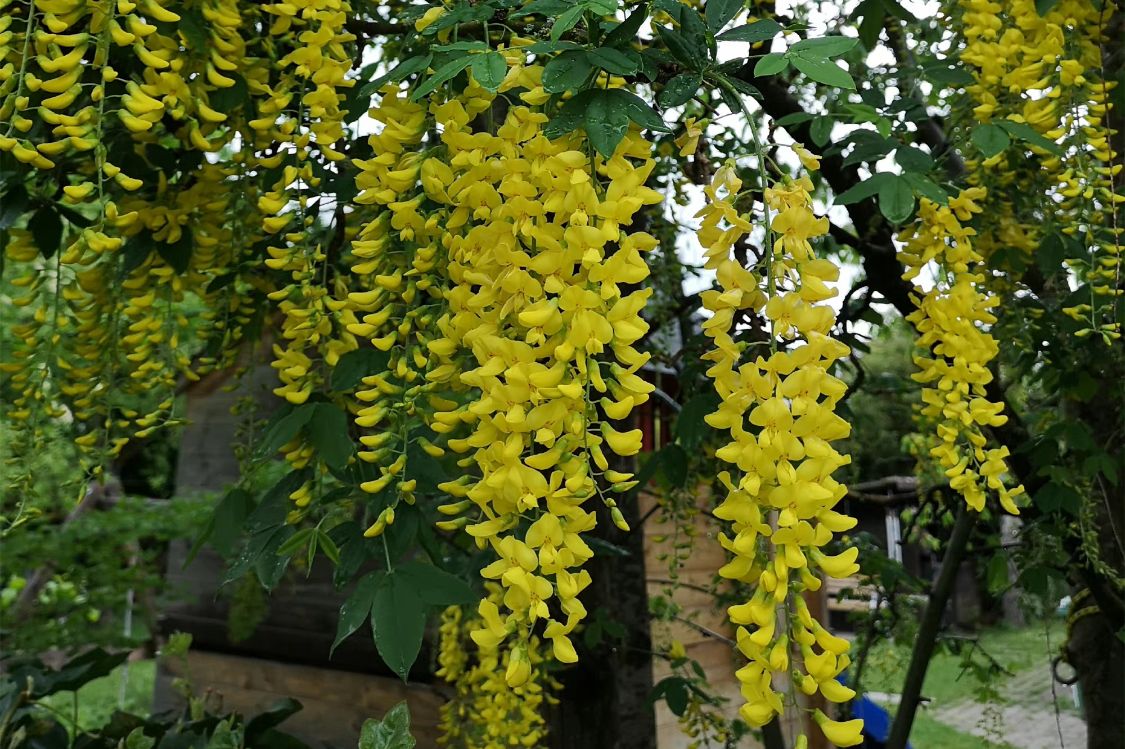 紫色的槐花和白色的槐花是一样吗,粉白色槐花是什么