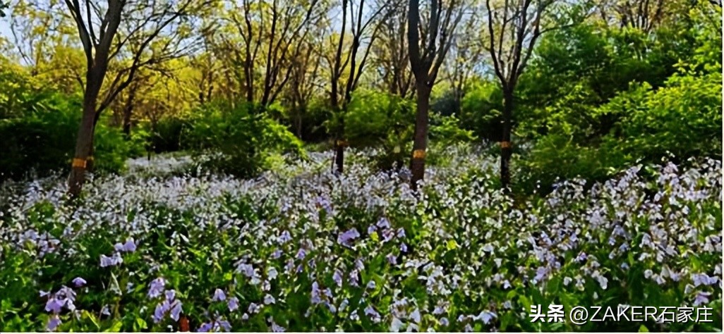 石家庄早新闻,早新闻完整内容