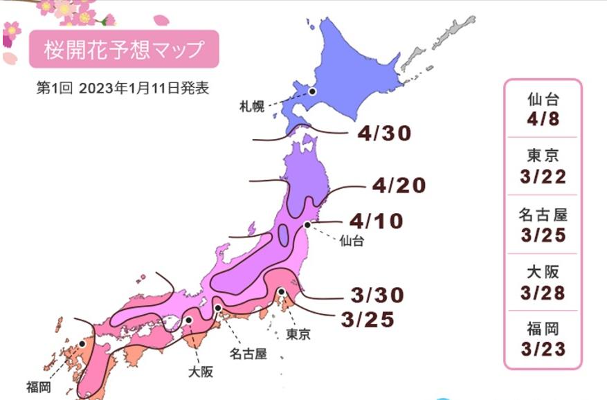 日本仍有大批游客不顾警告赏樱花,日本游客来中国赏樱花