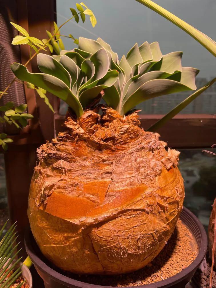 8种多肉太上头，外形独特又可爱，让人直呼太有趣了