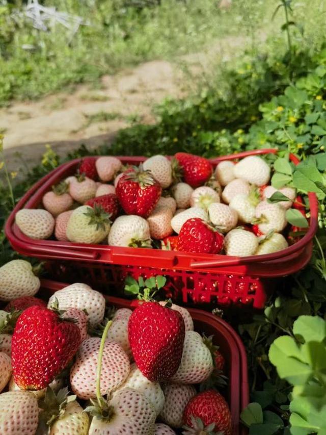 广元利州小水果成脱贫大产业,小草莓铺就致富路