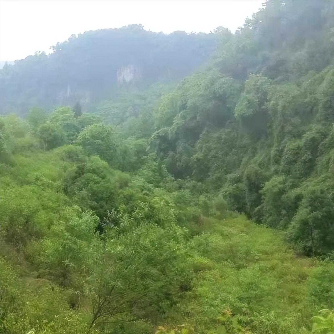 原创散文|山胡椒果迷人，花也十分惹眼
