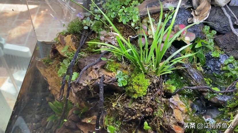 造景缸跟水陆缸一体缸,长方形的缸怎么造景水陆缸