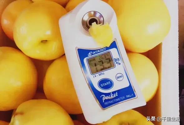 桃子熟了山东蒙阴黄桃,蒙阴蜜桃中国三大名桃