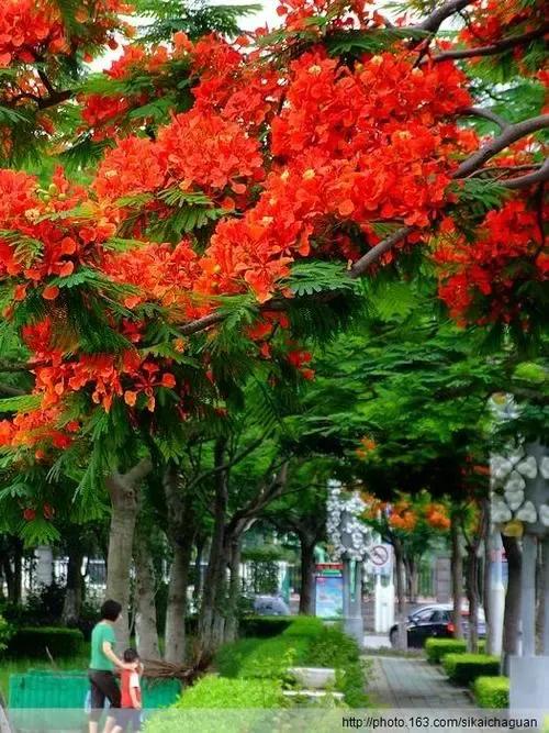 鹭岛公园,鹭岛职业技术学校