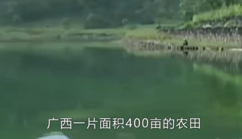 400亩良田一夜之间变成一个大湖,广西400亩田竟然一夜间变吨湖