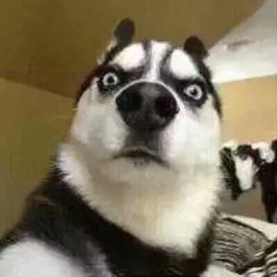 最冷最奇葩的冷知识,最冷的冷知识你知道吗