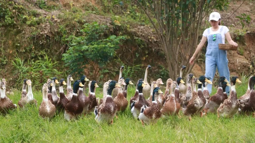 深山创业赚钱方法,深山老林创业项目