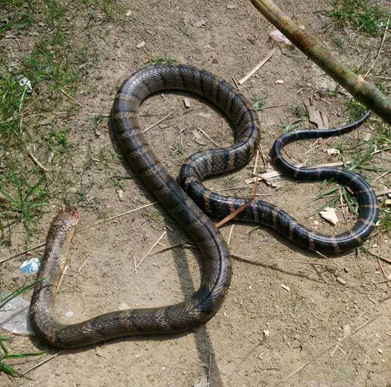 农户家中惊现两米长剧毒眼镜王蛇,发现剧毒的眼镜王蛇需要怎么处理