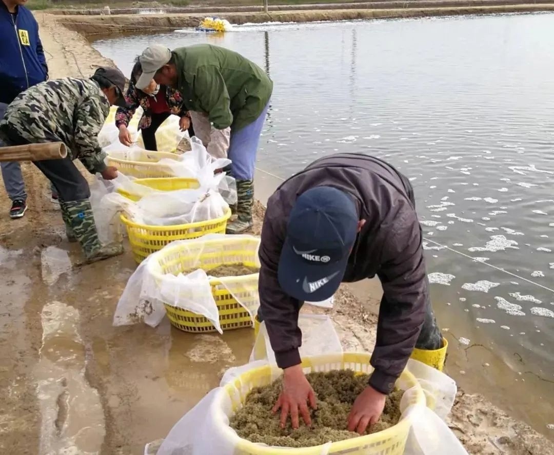 设中转站接驳蟹苗引热议！江苏射阳120万斤蟹苗亟待销售