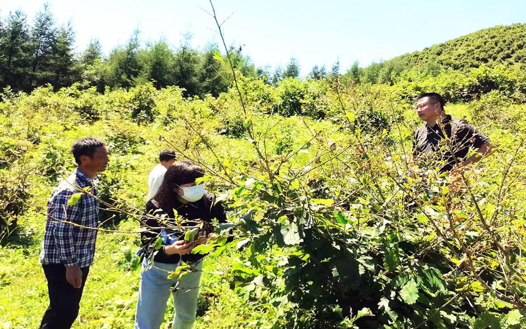 辽宁丹东秋蚕,助力秋蚕丰收