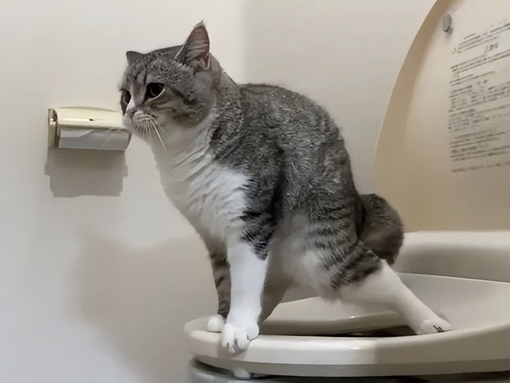 一组猫咪的迷惑行为图片,那些可爱到爆的猫咪照片