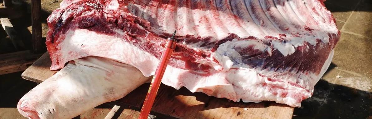 小猪佩奇古诗词故事,小猪佩奇游子吟