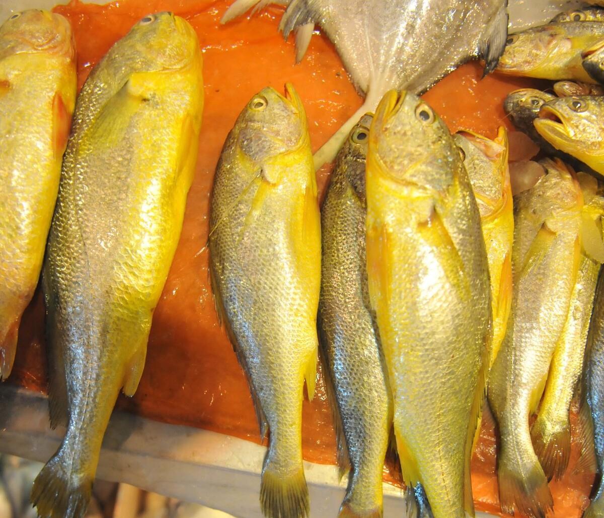 渔民捕到7斤大黄鱼卖出4万多元,渔民一网捕近5000斤野生大黄鱼