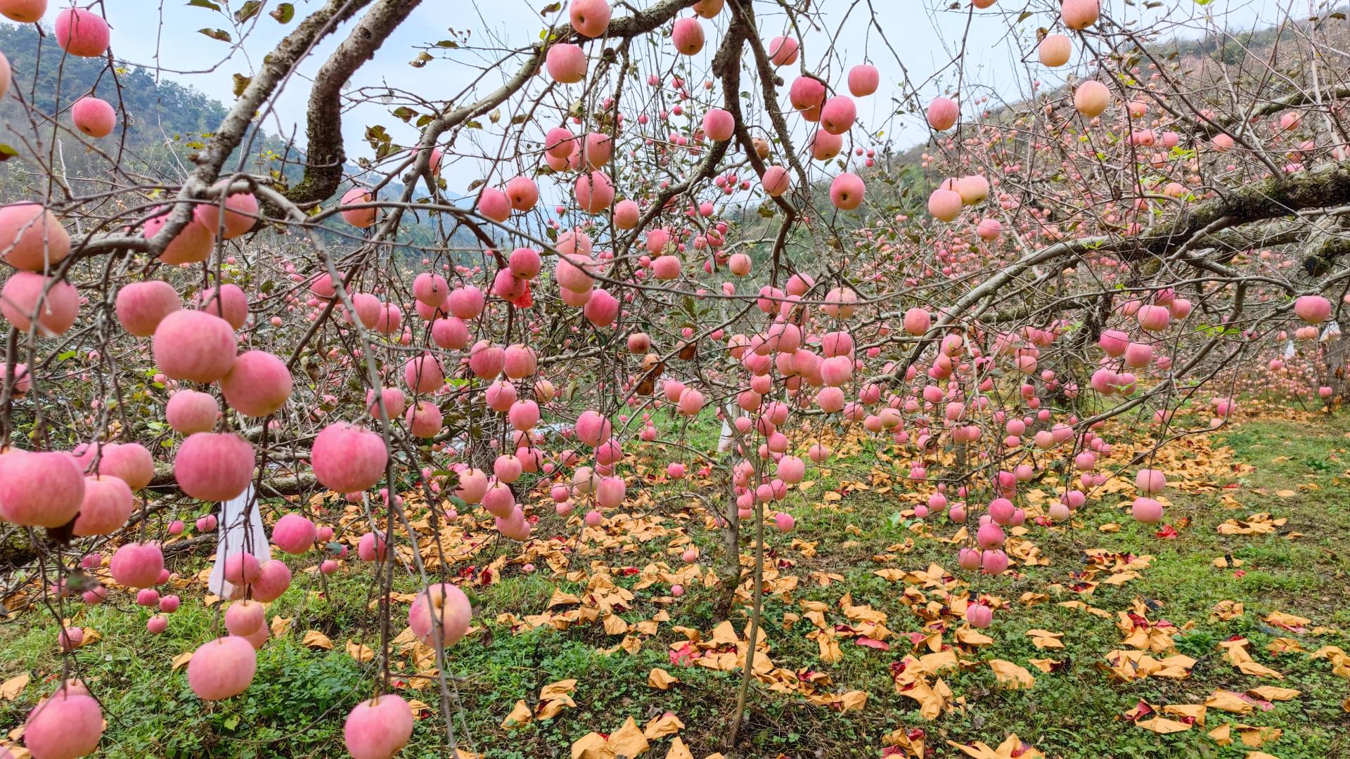 农村院里安个无线监控摄像头,农村家门口安装监控摄像头方法
