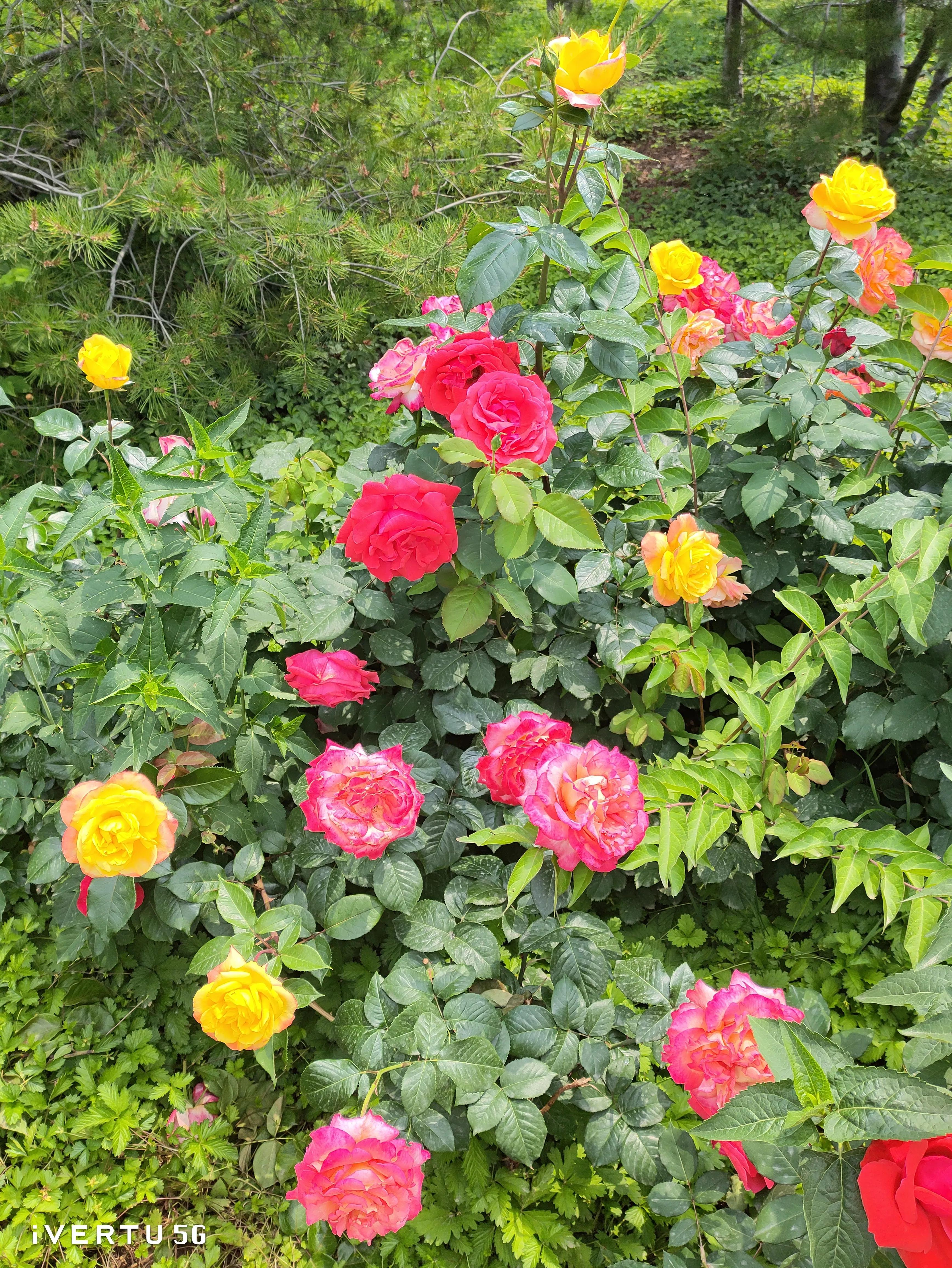 北京盆栽月季可以户外过冬吗,北京植物园市花月季