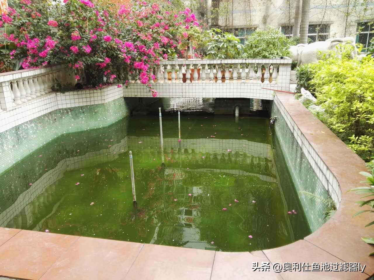 锦鲤鱼缸不喂食可以多久不换水,锦鲤入池三天喂食换水正常吗