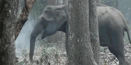 大象吸烟吞云吐雾,大象为什么吞云吐雾