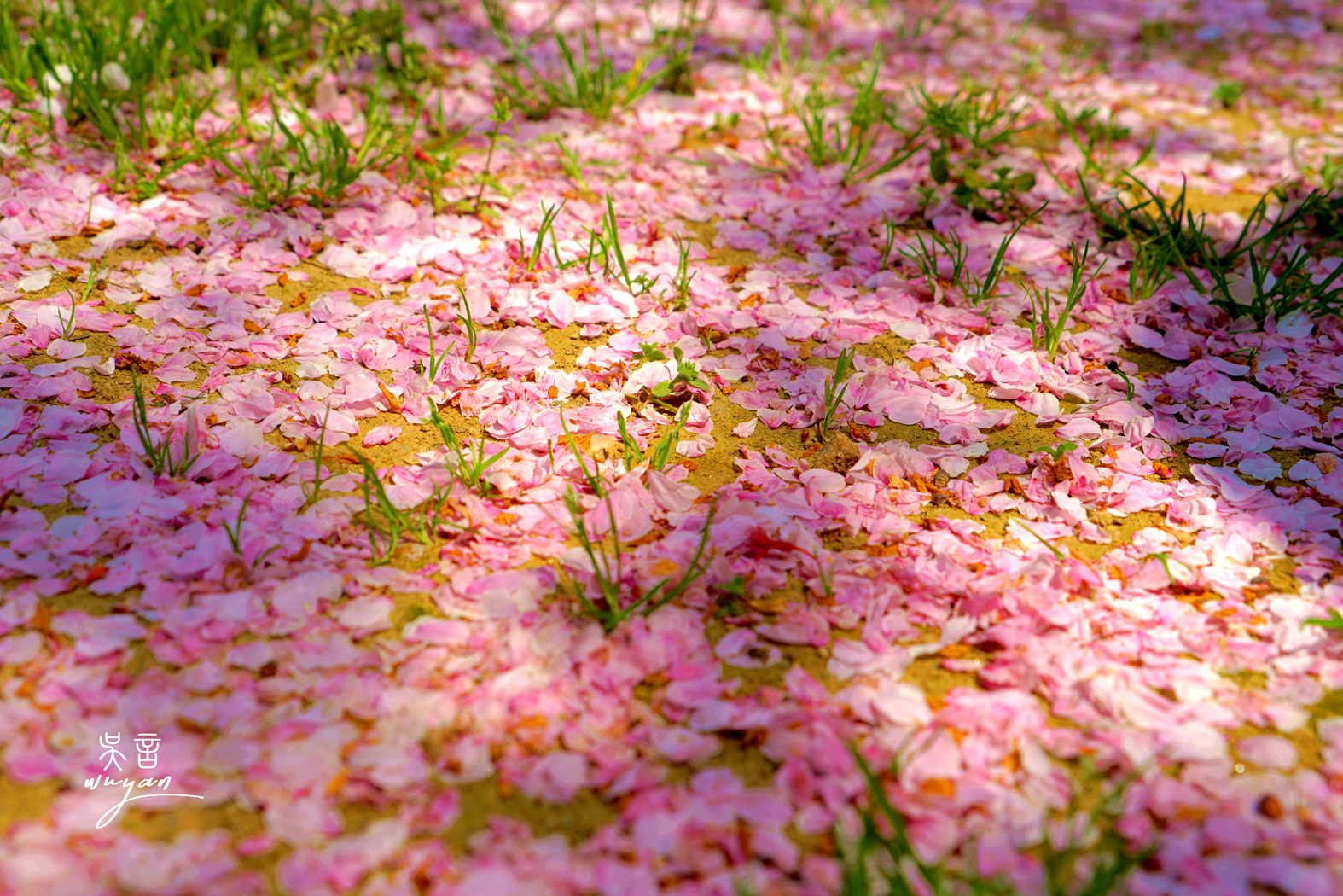 武汉看樱花半日游,武汉看樱花一日游