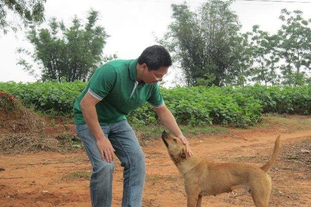 农村的看家土狗到底有多忠诚,为什么农村的土狗不抓鸡