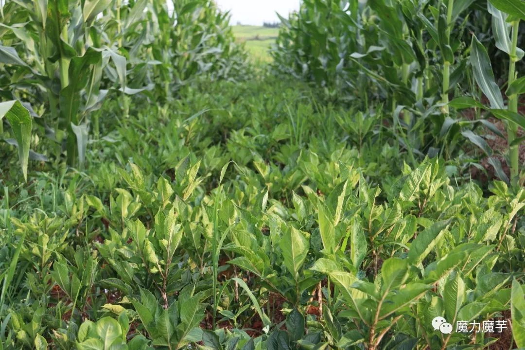 今年的魔芋行情到底怎么了,断崖式下跌怎么处理