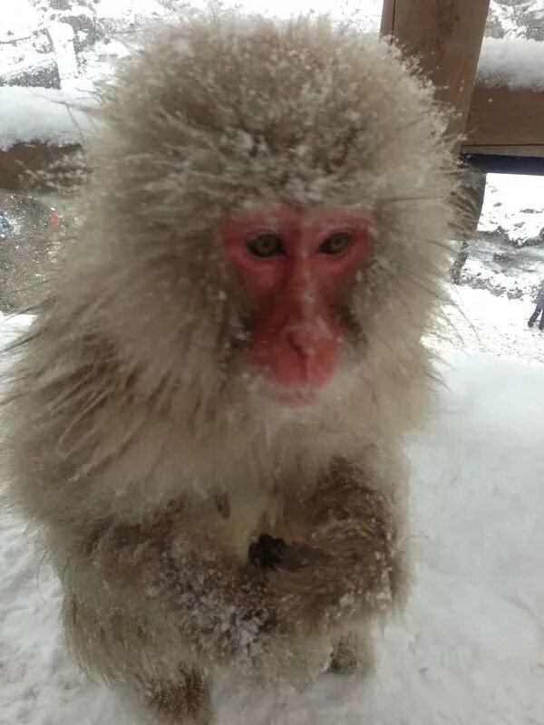 地狱谷野猴温泉,地狱谷泡温泉看火山
