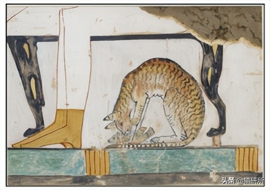 什么猫咪和英短合得来,猫咪长毛英短怎么区分公母