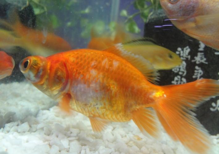 金鱼鱼尾变黑,金鱼鱼尾变黑怎么办