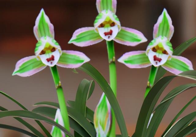 矮种金边兰花精品,好养又香又便宜的金边兰花品种