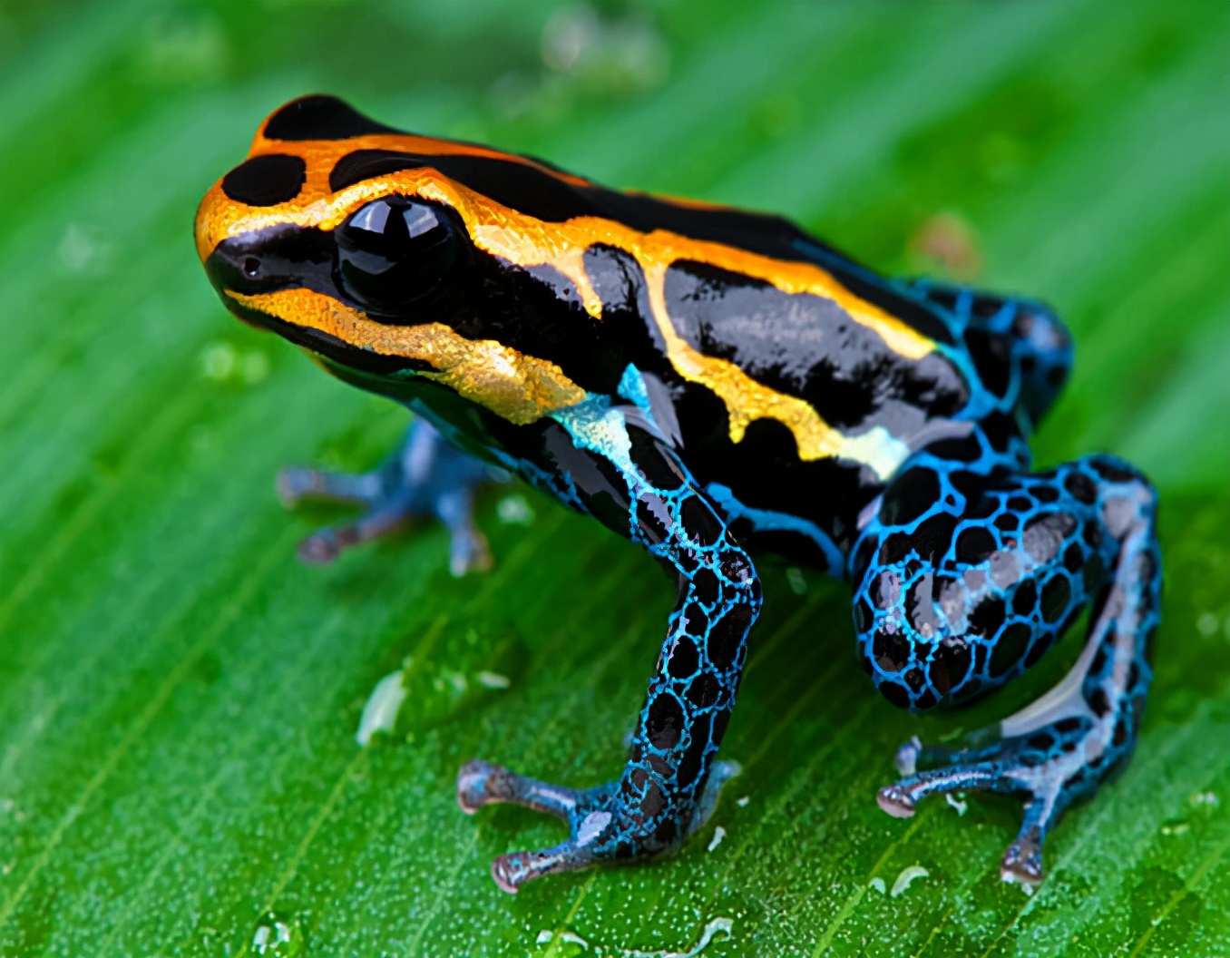 世界上巨大的毒枭,世界上大毒枭