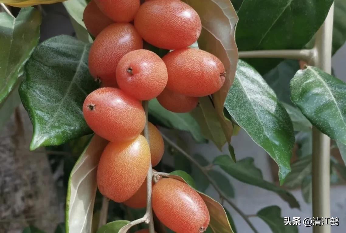 很多人没见过的奇怪生物,都没见过的奇特瓜果蔬菜