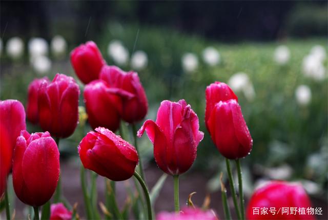 郁金香花的花语和传说,古代花语郁金香