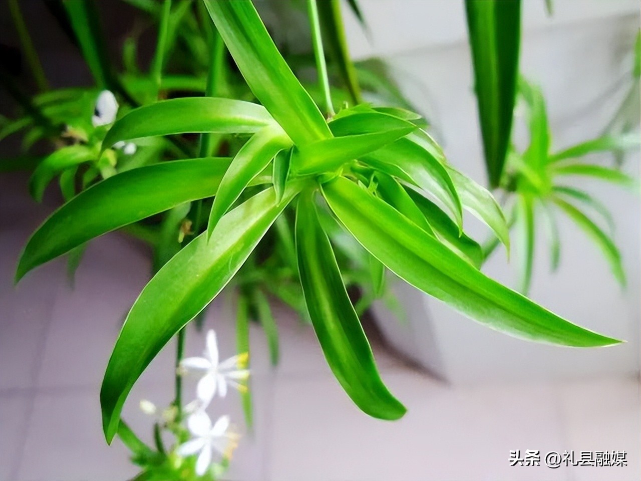 吊兰的品种与名称图片欣赏及介绍,吊兰有几种品种图片及名称介绍