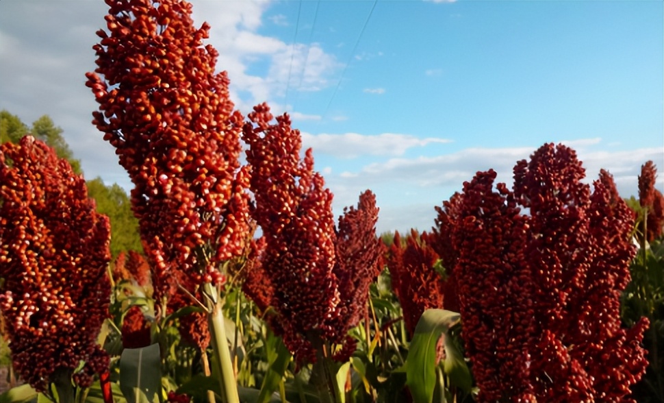 100斤粮食酿酒能有多少酒,一斤粮食能酿多少斤酒