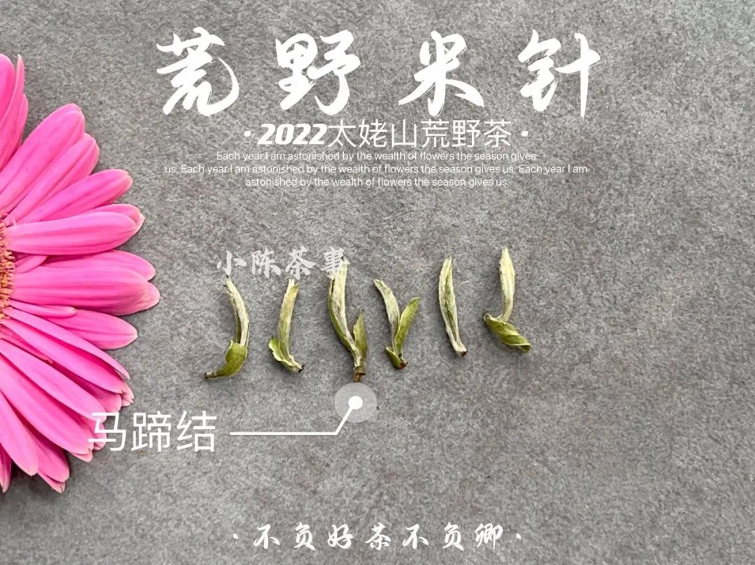 选购白毫银针只需看这5点,好的白毫银针质量鉴别