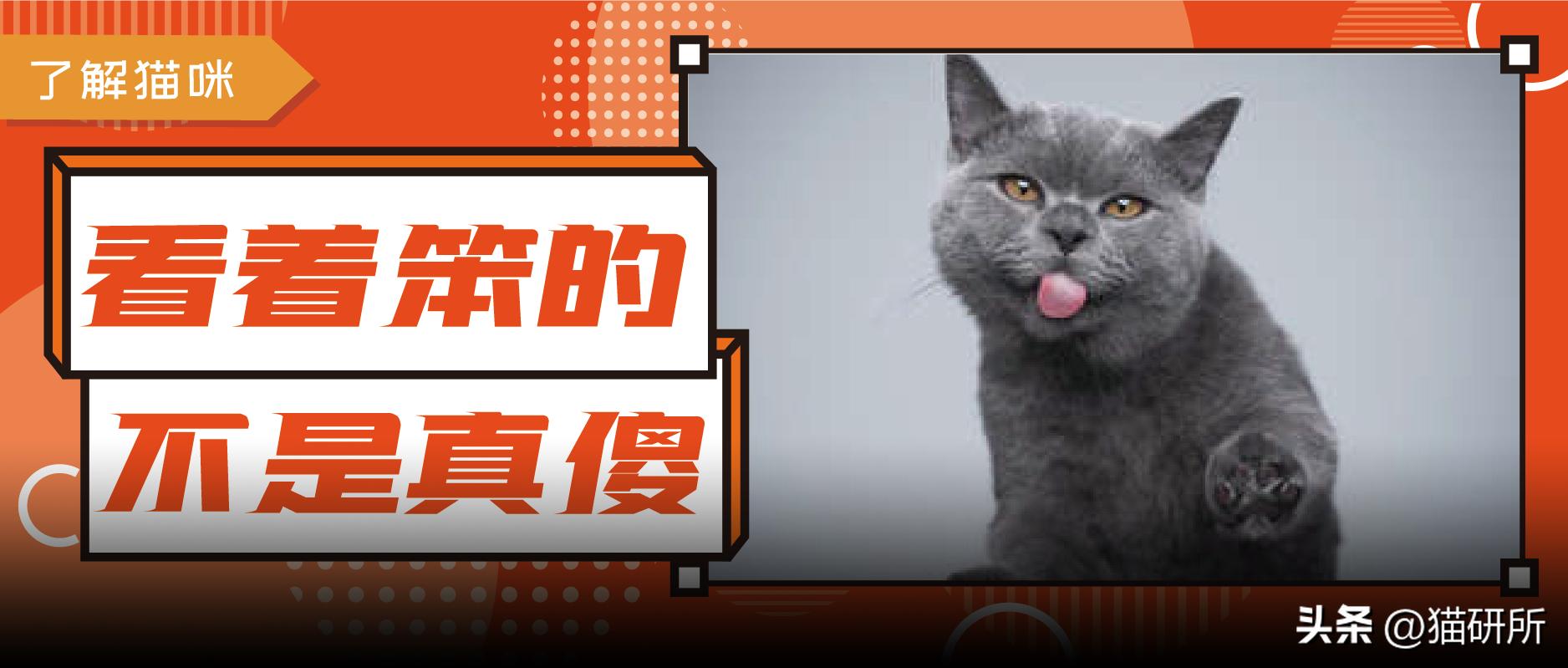 怎样测试猫咪的智商低还是高,如何测试猫咪的智商高不高