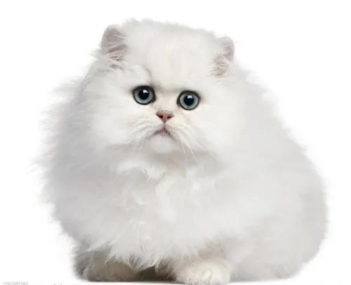 宠物猫排行榜前十名视频,中国十大宠物猫排行榜