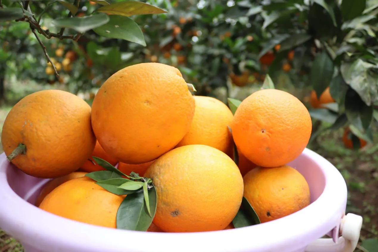 宜宾南溪区仙源街道,宜宾南溪区仙源街道最新消息