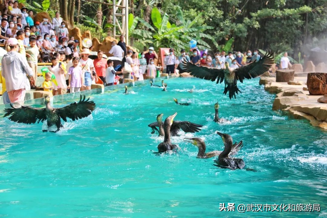 端午游攻略视频,端午出行攻略视频