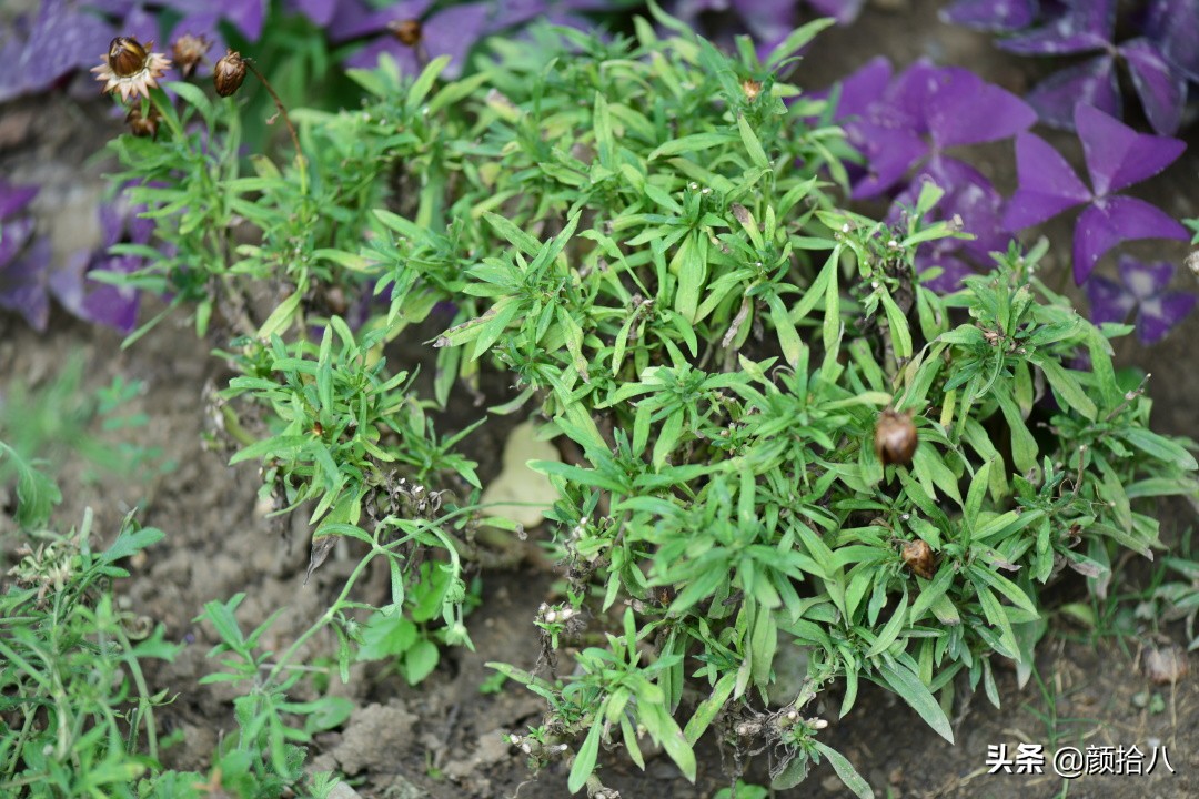 看到你的花园那么惨，我就安心了|园丁