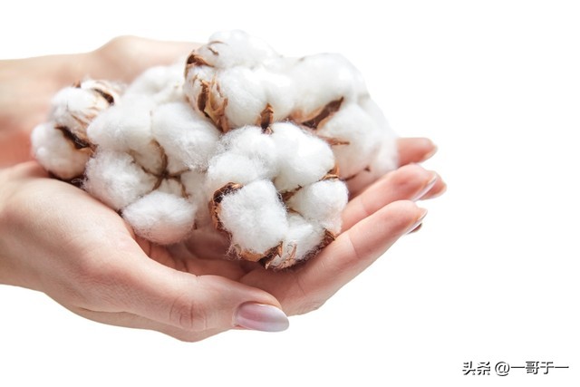 棉花加工供销社,供销社产销合作