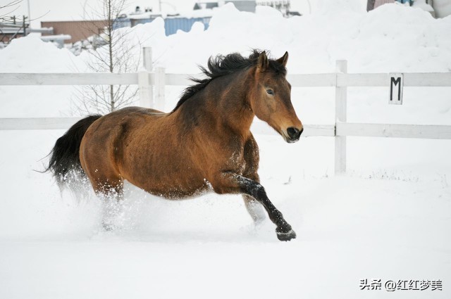 属马的人给你建议的目的,1990年属马的人今年有桃花运吗