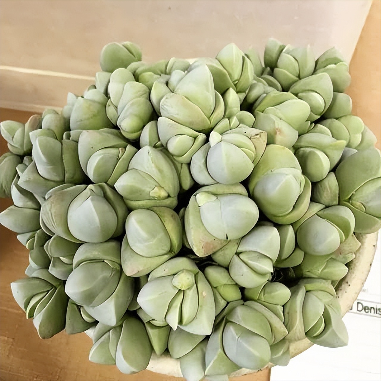 102个大类近500个多肉植物图片，都极其美丽，建议在家中也养一盆